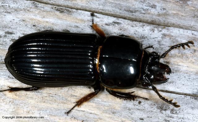 Passalidae BBC Nature Bess beetles videos news and facts