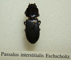 Passalus interstitialis httpsuploadwikimediaorgwikipediacommonsthu