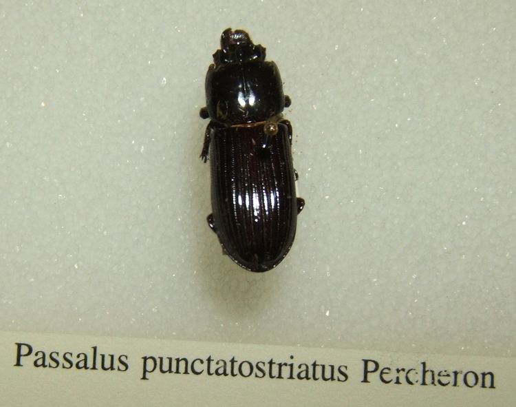 Passalus punctatostriatus