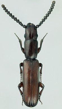 Passandridae httpsuploadwikimediaorgwikipediacommonsthu