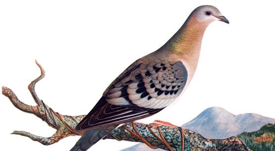 Passenger pigeon Passenger Pigeon an Extinct Species