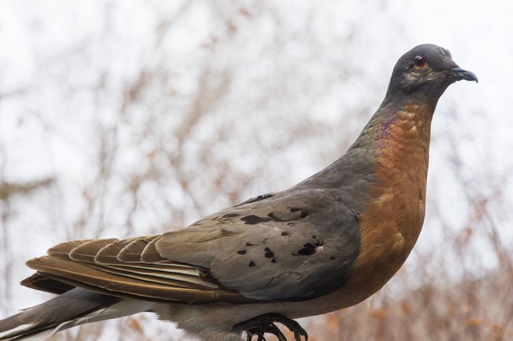 Passenger pigeon State Museum to mark centennial of passenger pigeon extinction