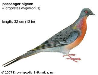 Passenger pigeon passenger pigeon extinct bird Britannicacom