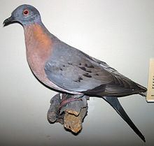 Passenger pigeon httpsuploadwikimediaorgwikipediacommonsthu
