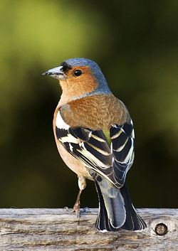 Passerine Passerine New World Encyclopedia