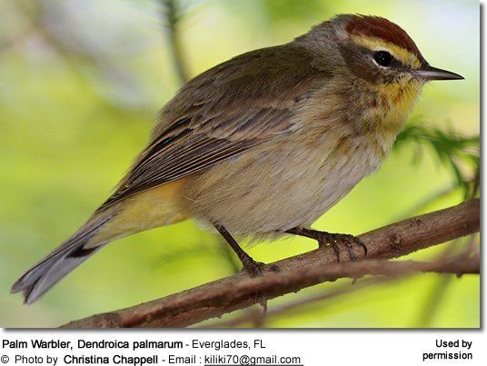 Passerine Passerines