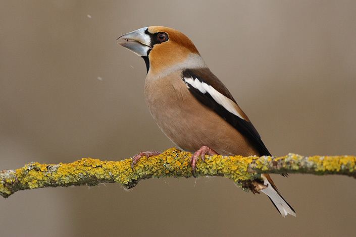 Passerine SAKERTOUR Ground hides gt Passerine drinking Hide No1