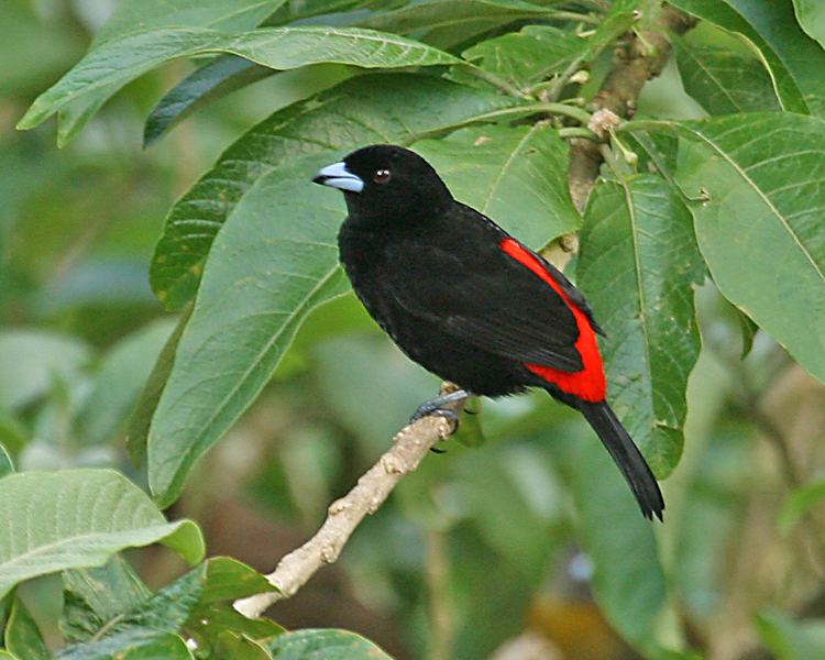 Passerini's tanager Species Template