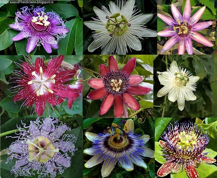 Passiflora Interesting facts about passiflora Just Fun Facts