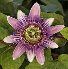 Passiflora Passiflora Wikipedia