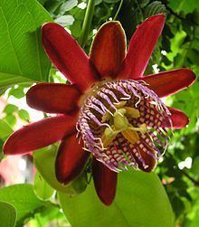 Passiflora alata httpsuploadwikimediaorgwikipediacommonsthu