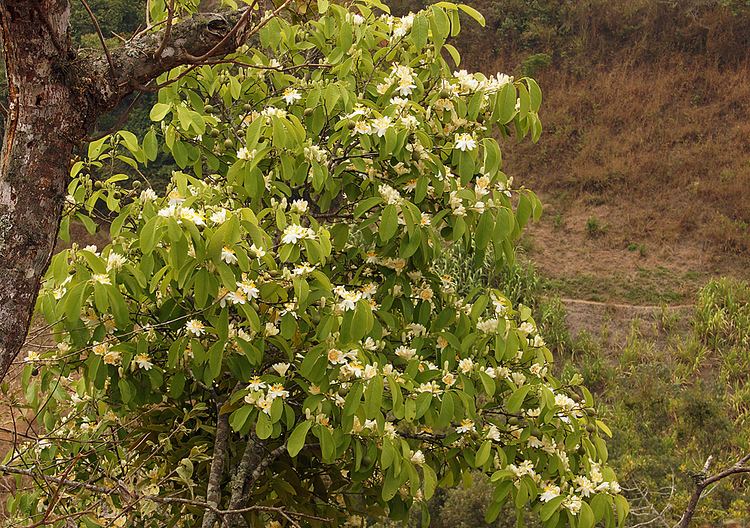 Passiflora arborea Photos of Colombia Flowers Passiflora arborea