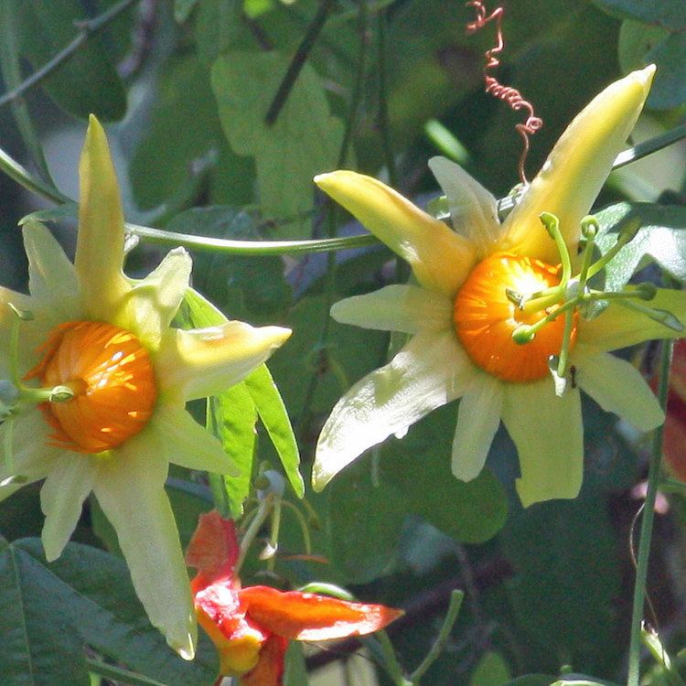 Passiflora aurantia Australian Seed PASSIONFRUIT Passiflora aurantia