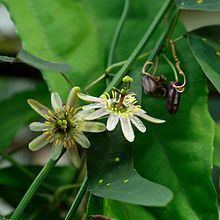 Passiflora biflora httpsuploadwikimediaorgwikipediacommonsthu