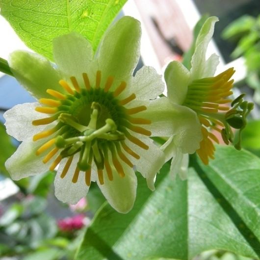 Passiflora biflora Passiflora biflora Blooming Passion