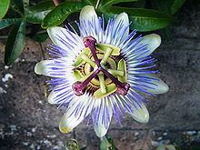 Passiflora caerulea httpsuploadwikimediaorgwikipediacommonsthu