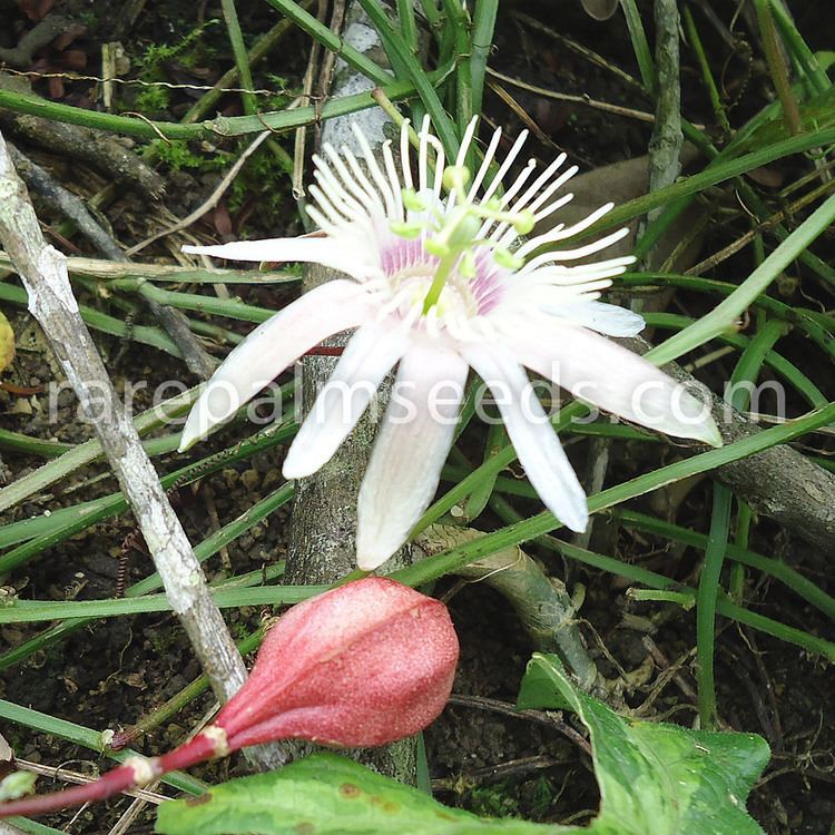 Passiflora capsularis Passiflora capsularis buy seeds at rarepalmseedscom