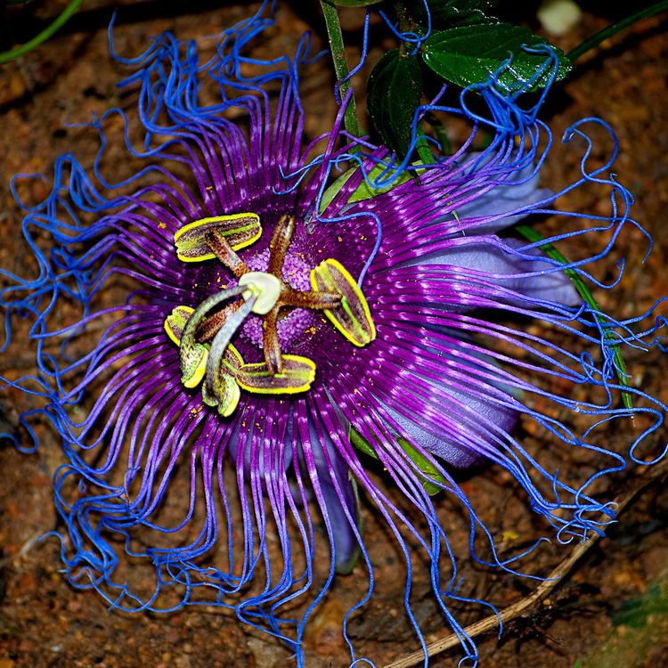 Passiflora cincinnata httpsc1staticflickrcom433713480984161fc9b