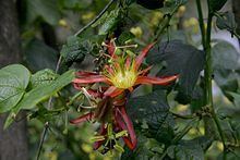 Passiflora cinnabarina httpsuploadwikimediaorgwikipediacommonsthu