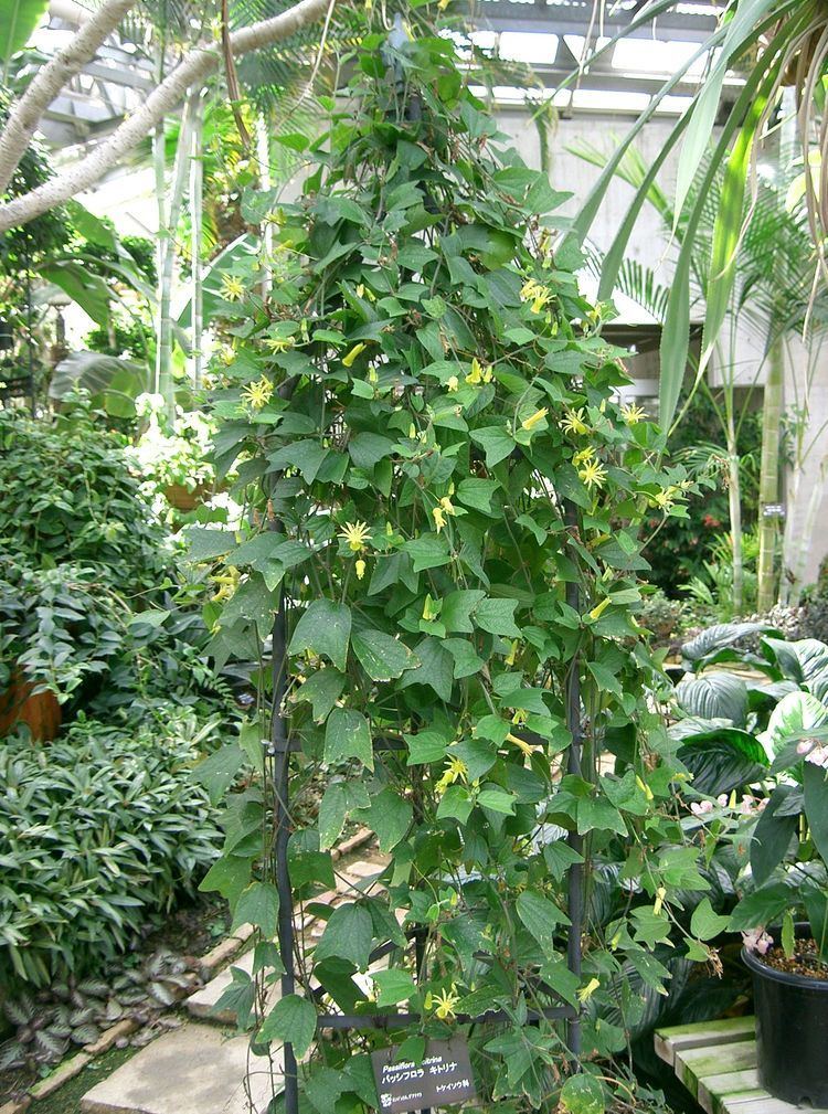 Passiflora citrina FilePassiflora citrina3jpg Wikimedia Commons