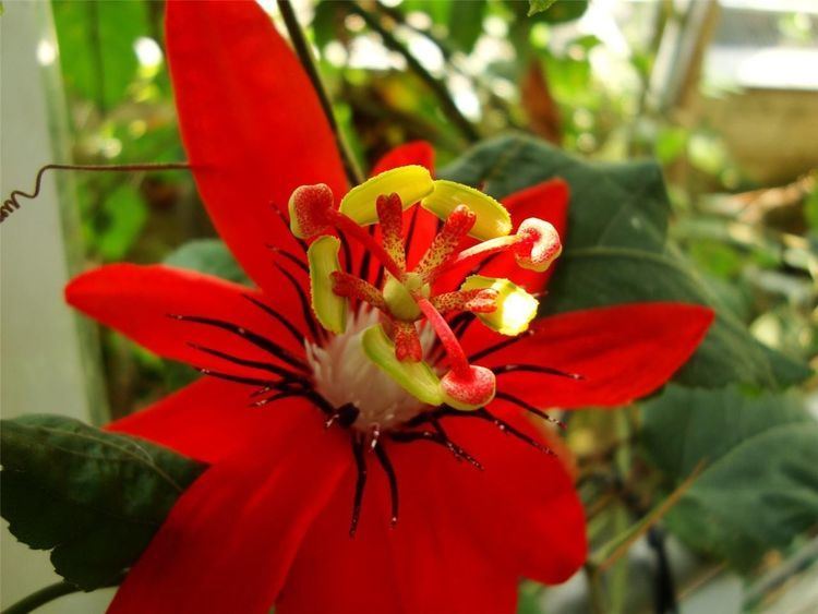 Passiflora coccinea Passiflora Coccinea Seeds Red Passion Flower Scarlet Red