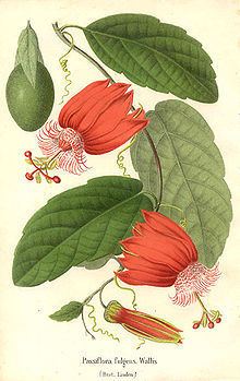 Passiflora coccinea httpsuploadwikimediaorgwikipediacommonsthu