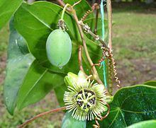 Passiflora coriacea httpsuploadwikimediaorgwikipediacommonsthu