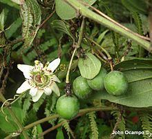 Passiflora cuspidifolia httpsuploadwikimediaorgwikipediacommonsthu