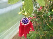 Passiflora edmundoi httpsuploadwikimediaorgwikipediacommonsthu