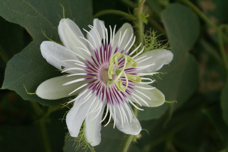 Passiflora foetida FilePassiflora foetida 1JPG Wikimedia Commons