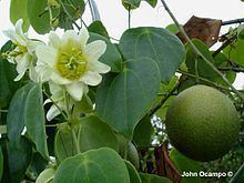 Passiflora guatemalensis httpsuploadwikimediaorgwikipediacommonsthu