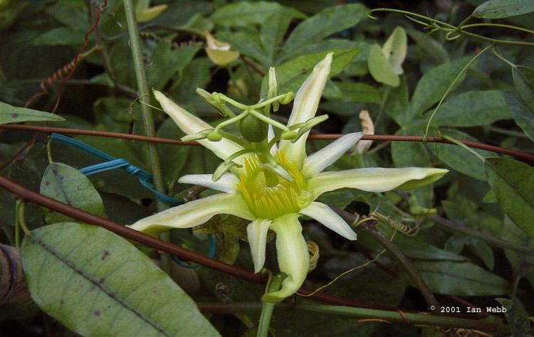 Passiflora herbertiana Passiflora herbertiana