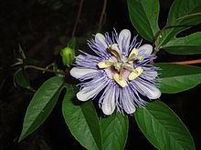 Passiflora incarnata httpsuploadwikimediaorgwikipediacommonsthu