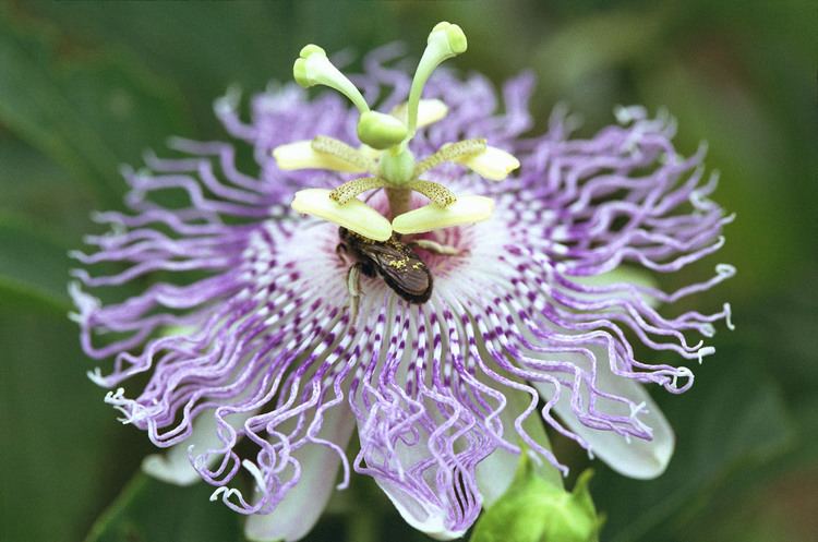 Passiflora incarnata Florida Nature Passiflora incarnata Purple Passionflower