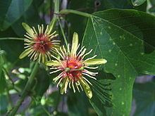 Passiflora jorullensis httpsuploadwikimediaorgwikipediacommonsthu