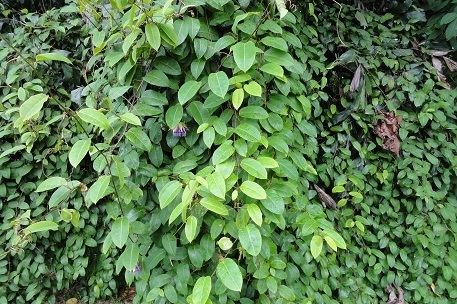 Passiflora laurifolia Passiflora laurifolia