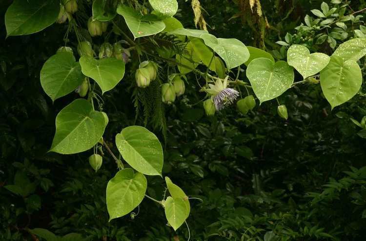 Passiflora ligularis Passiflora ligularis Sweet granadilla