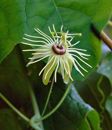 Passiflora lutea wwwmissouriplantscomYellowaltPassifloralutea