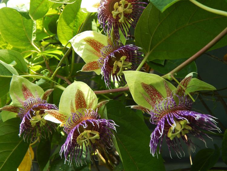 Passiflora maliformis Passiflora maliformis A Botanical Wonderland Flickr