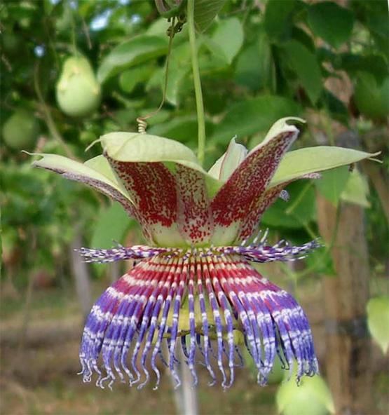 Passiflora maliformis Sweet Calabash Passiflora maliformis 20 Seed eBay