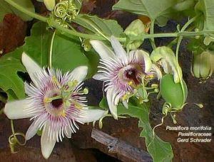 Passiflora morifolia Passiflora morifolia Passionflower