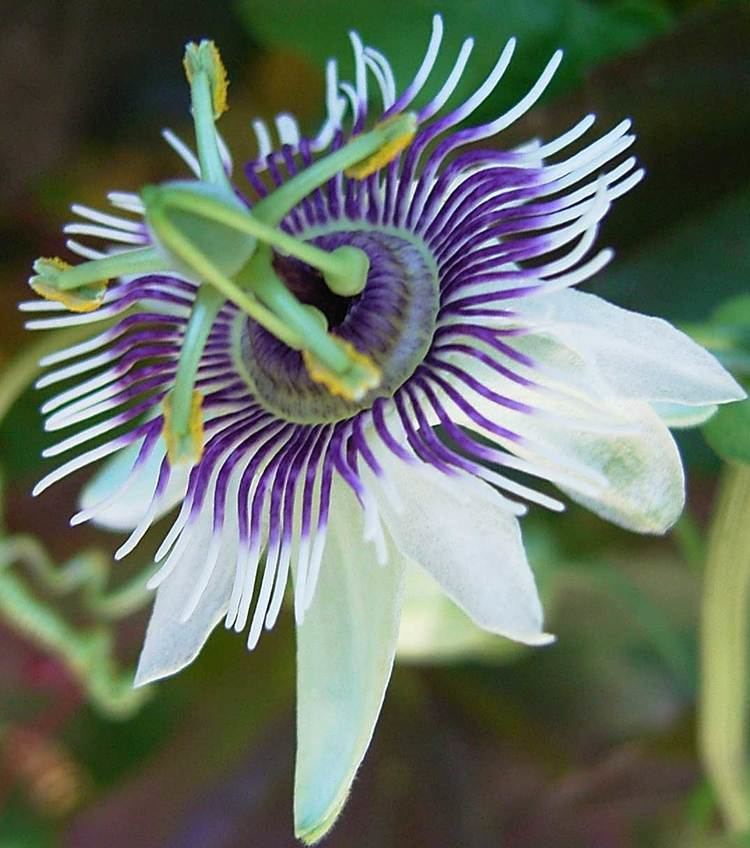 Passiflora morifolia Passiflora morifolia Woodland Passion Flower Blue Sweet Calabash