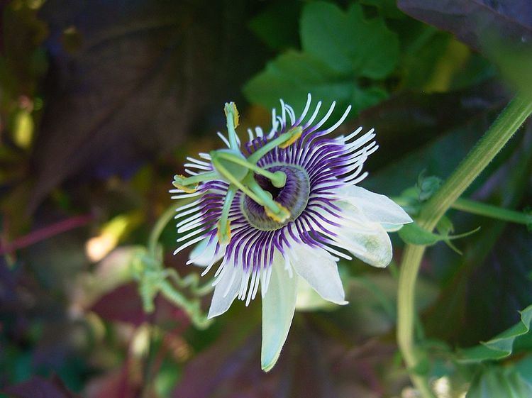 Passiflora morifolia Passiflora morifolia Wikipedia