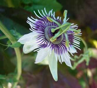 Passiflora morifolia morifolia Starter Plant