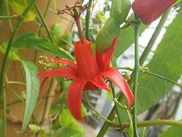 Passiflora murucuja httpsuploadwikimediaorgwikipediacommonsthu