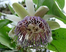 Passiflora nitida httpsuploadwikimediaorgwikipediacommonsthu