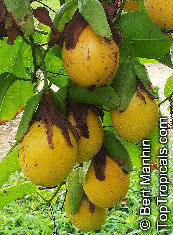 Passiflora nitida Passiflora nitida Bell Apple Maracuja Suspiro TopTropicalscom