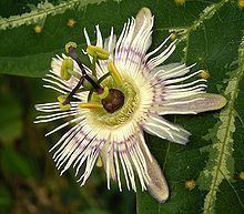 Passiflora pardifolia httpsuploadwikimediaorgwikipediacommonsthu
