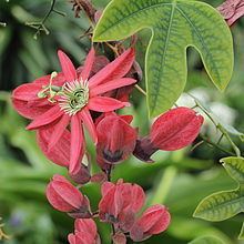Passiflora racemosa httpsuploadwikimediaorgwikipediacommonsthu