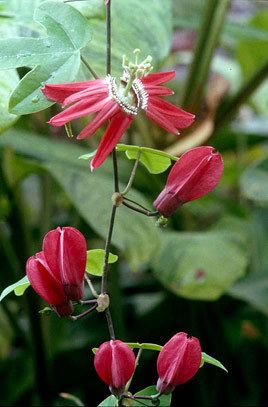 Passiflora racemosa Passiflora racemosa red passion flowerRHS Gardening